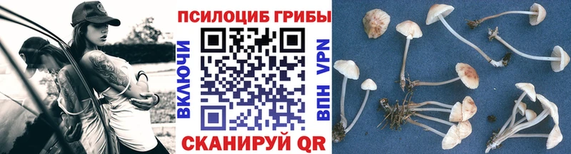Псилоцибиновые грибы мицелий Дедовск